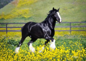 Black and white horse with a shiny coat
