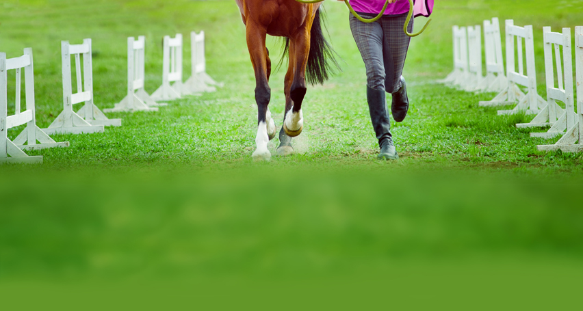 Optimizing Equine Bone Formation