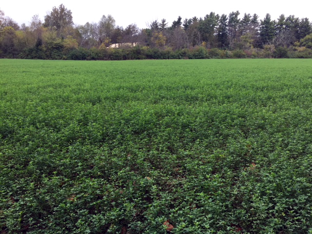 Hidden Benefits of Alfalfa