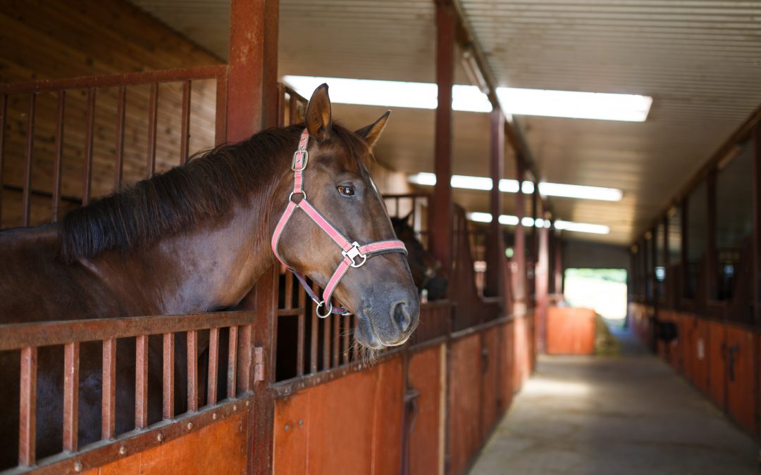 Supporting Equine Digestion and Healthy Gut Function