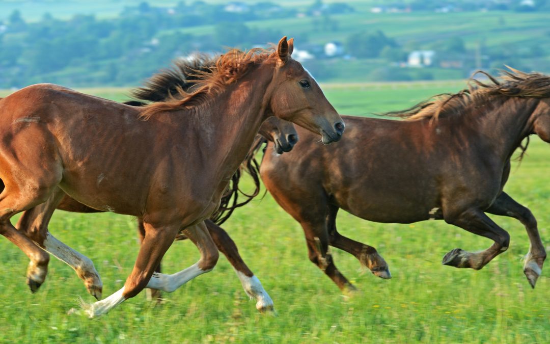 Horse Nutrition - Balancing the Equine Diet