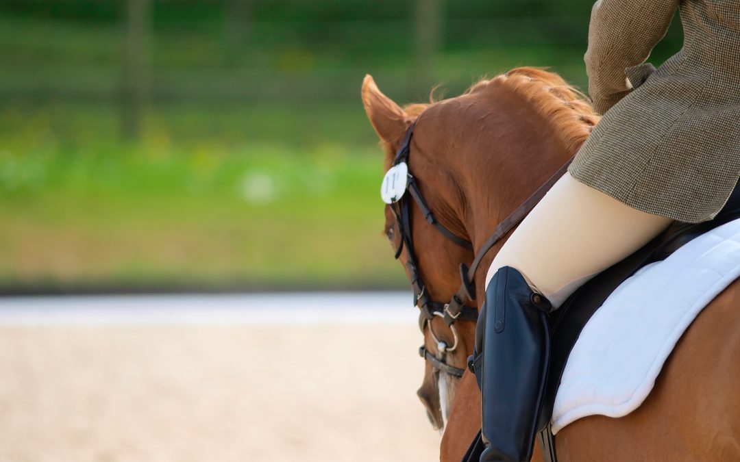 Equine Immunity: How Nutrition Can Improve Immune Response