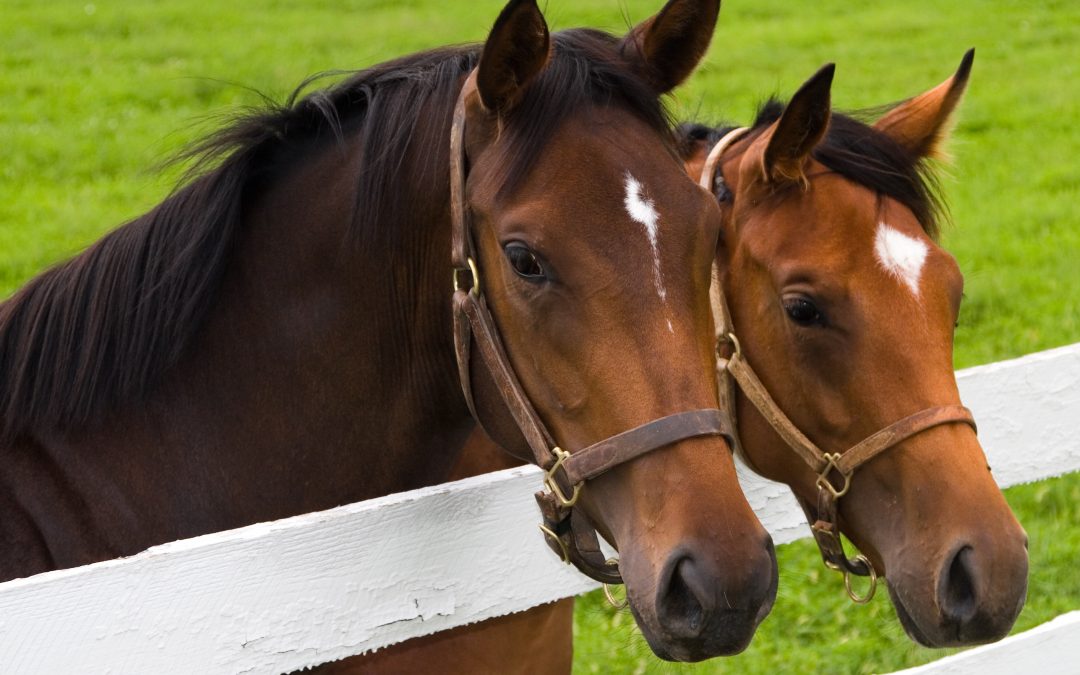 Classifying Commercial Horse Feed