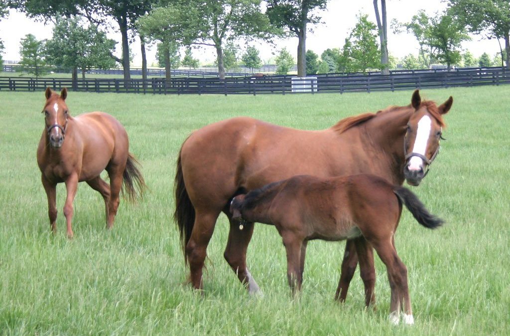 Protein And Amino Acids In The Equine Diet