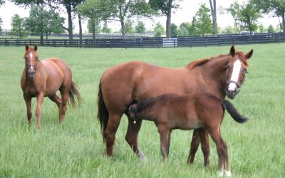 Protein and Amino Acids in the Equine Diet