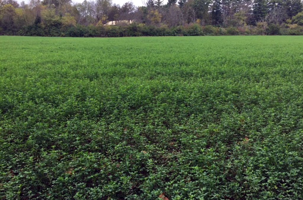 Hidden Benefits of Alfalfa