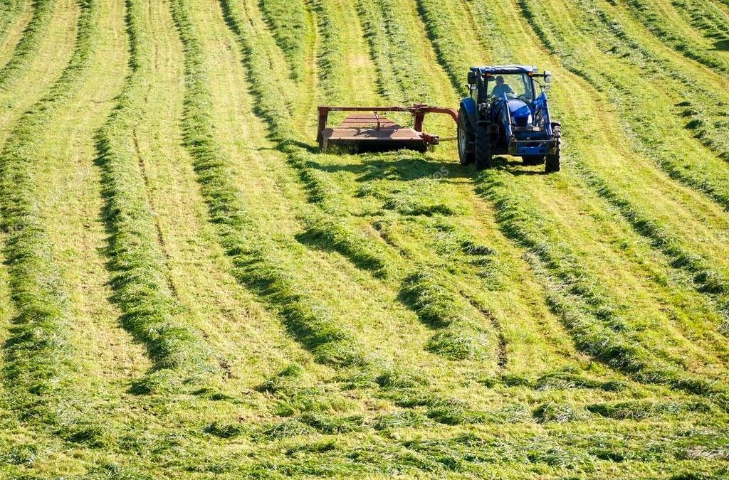 What Makes Good Hay for Horses?