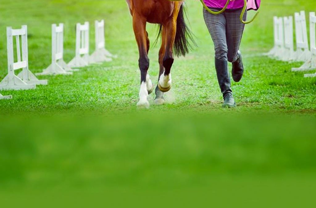 Optimizing Equine and Horse Bone Formation