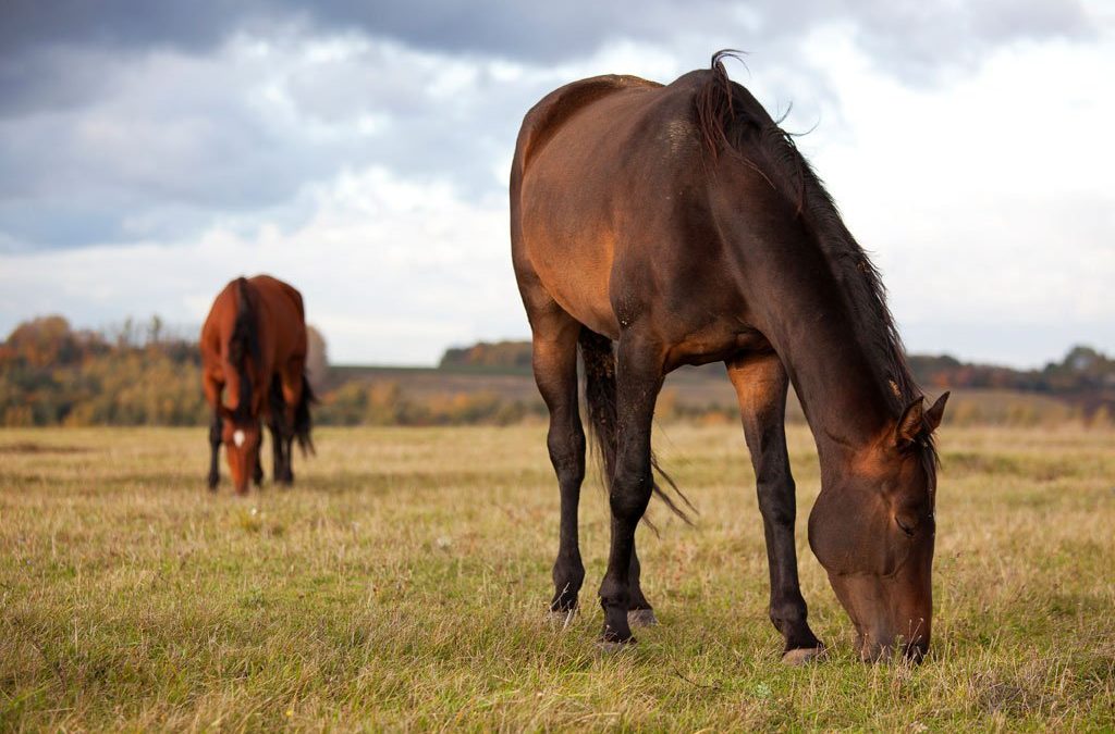 Why do horses eat dirt?