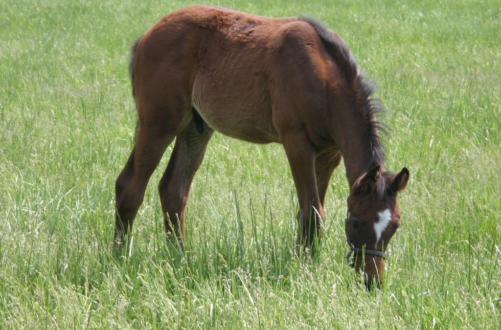 Energy Sources for Horses