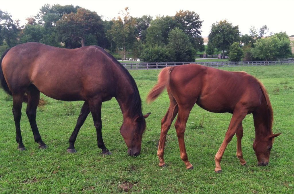 Managing Horses on Fall Pastures