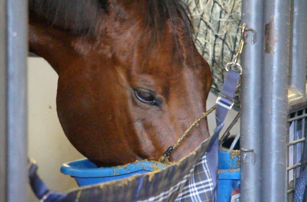 Feed Additives to Improve Equine Digestion