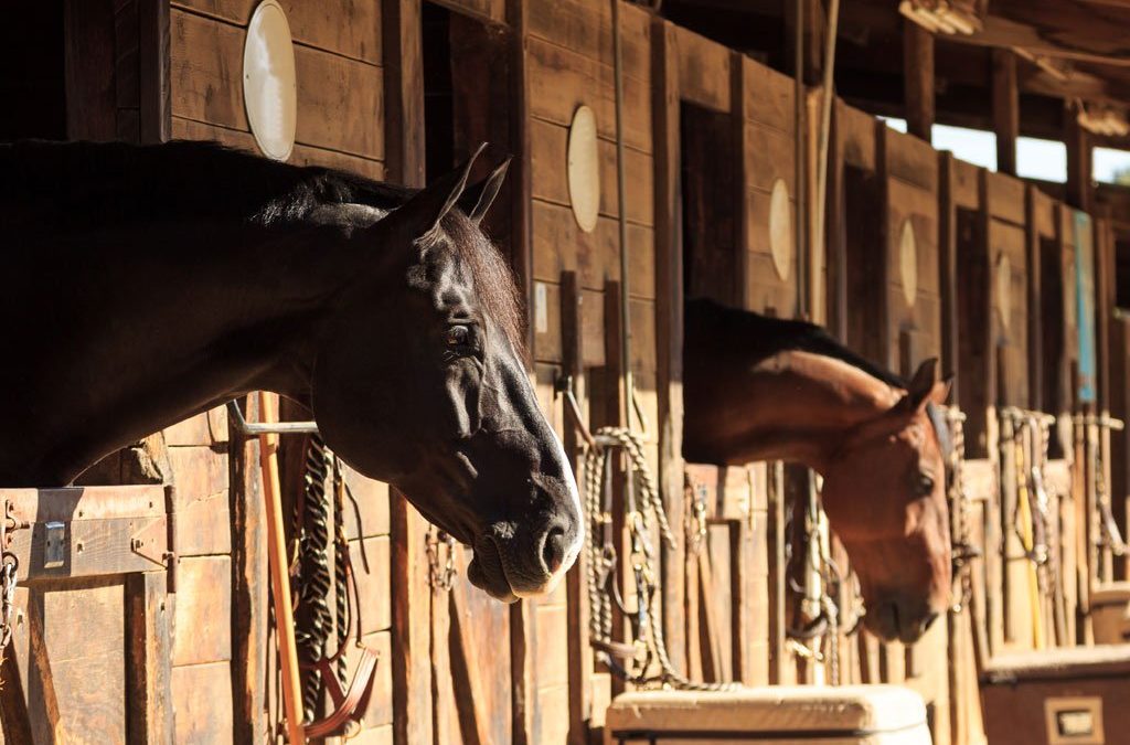 Creating a Feeding Program For Your Horse