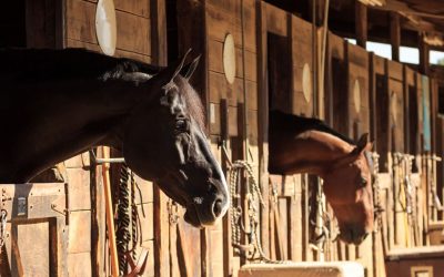 Creating a Feeding Program For Your Horse