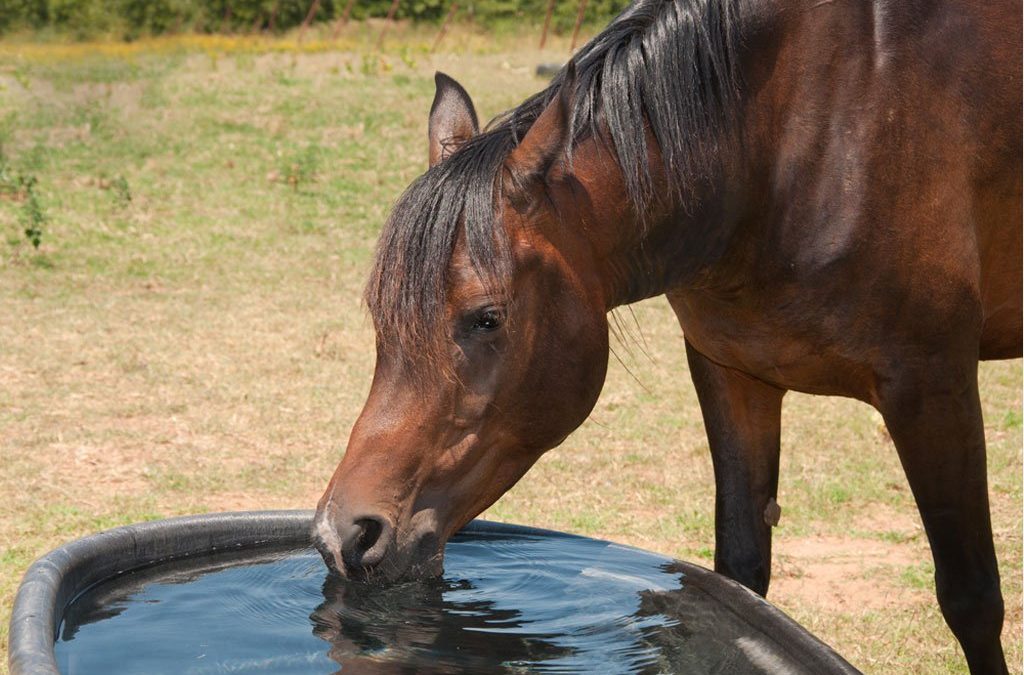 Managing Horses in Hot Weather