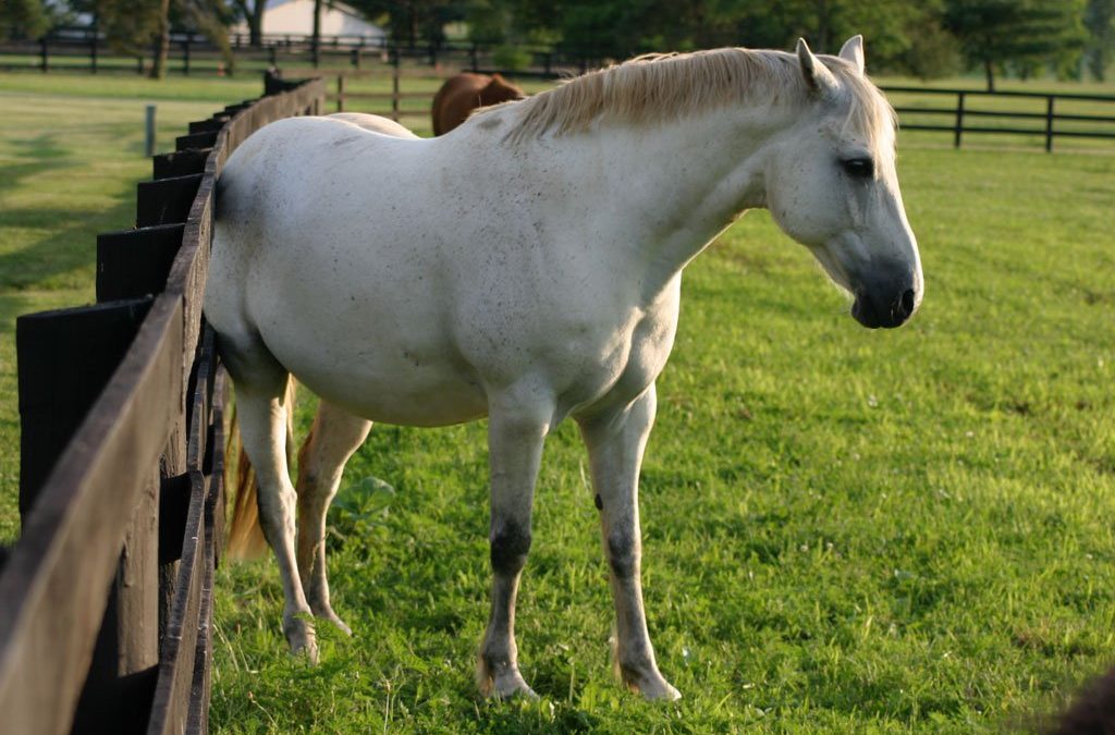 Food Allergies in Horses