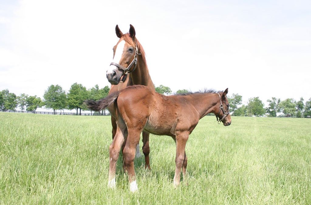 Functions of Minerals in the Horse