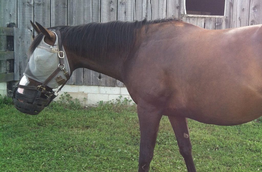 Muzzle, Stall or Dry Lot?