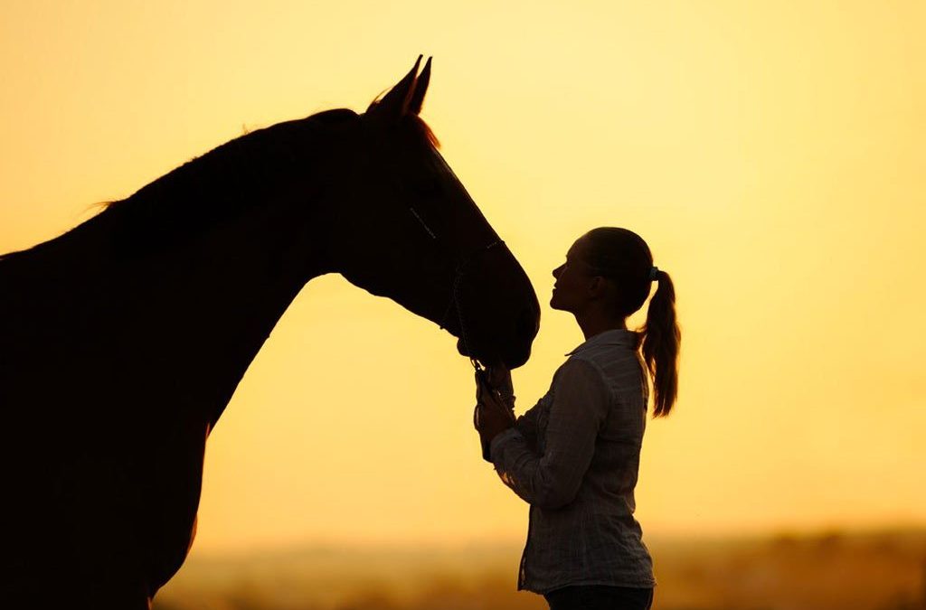 Myths and Misconceptions in Feeding the Horse