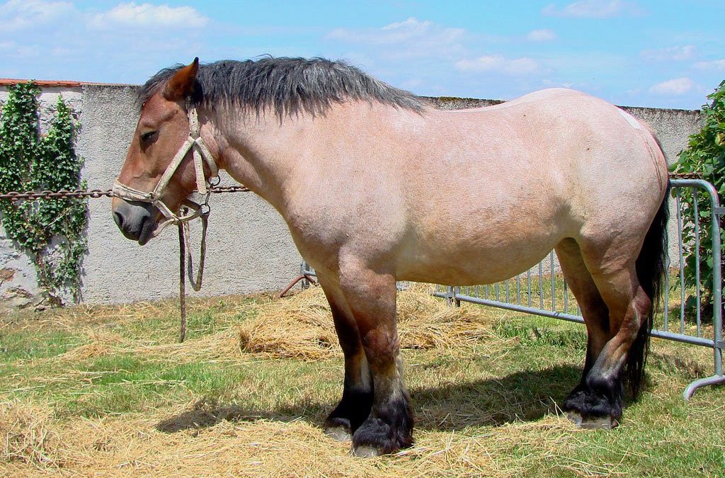 Feeding the Overweight Equine