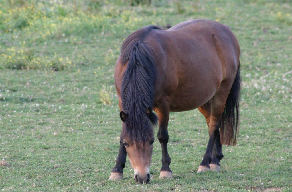Equine Obesity is a Problem, Too