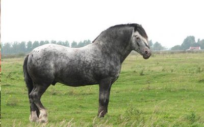 Complications of Equine Obesity