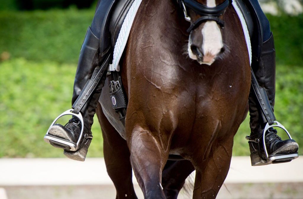 Essential Fatty Acids for Horses