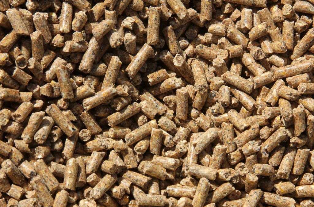 Ingredients in Equine Feed That Affect Behavior