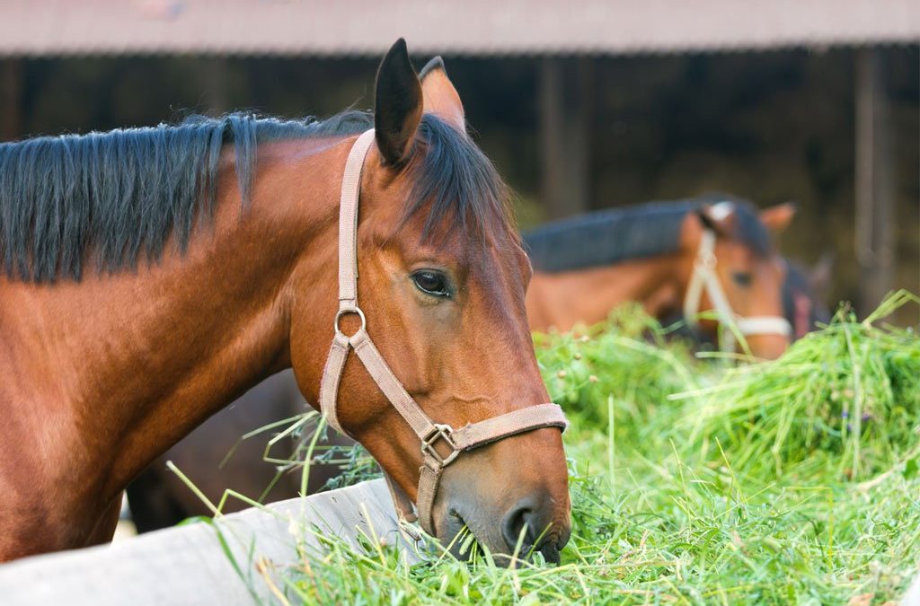 Feeding the Finicky Equine