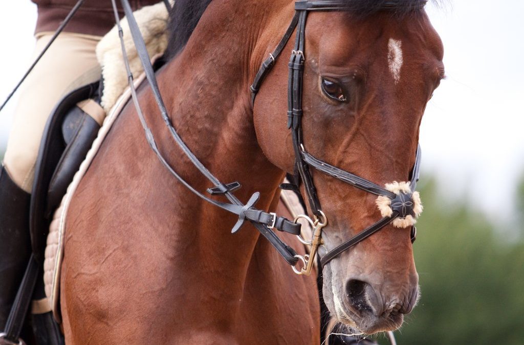 Unique Anatomy and Physiology of The Horse