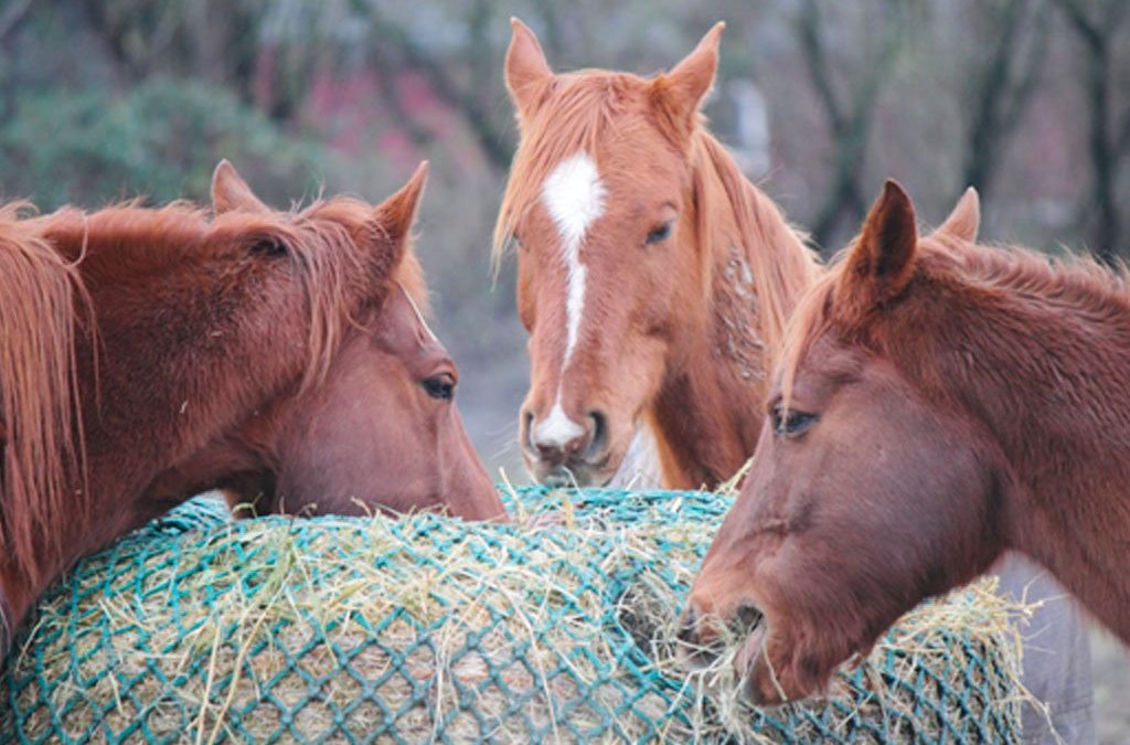 Slow Feeding And What It Means For the Health of Your Horse