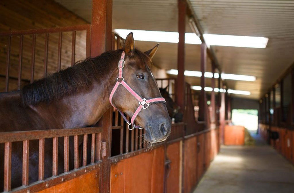 Supporting Equine Digestion and Healthy Gut Function