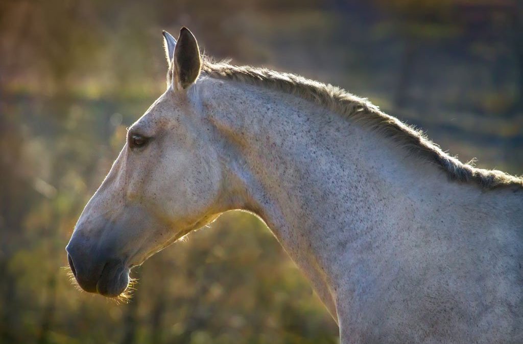 Functions of Vitamins in the Horse