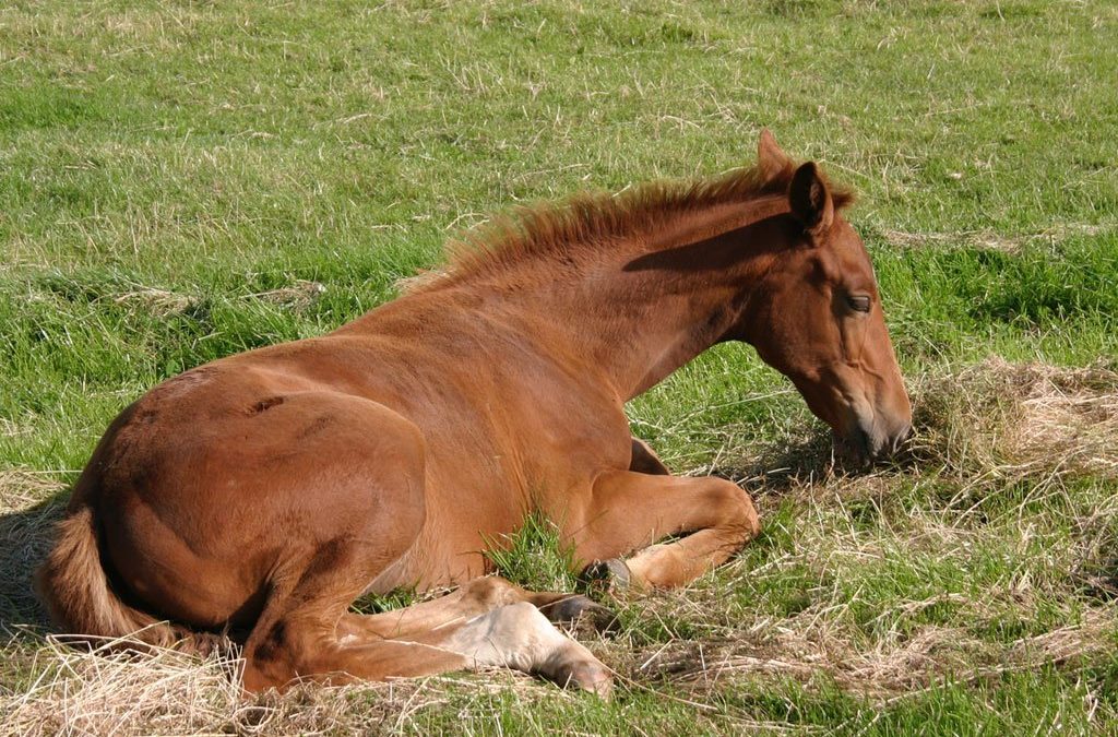 Feeding and Management of Weanlings