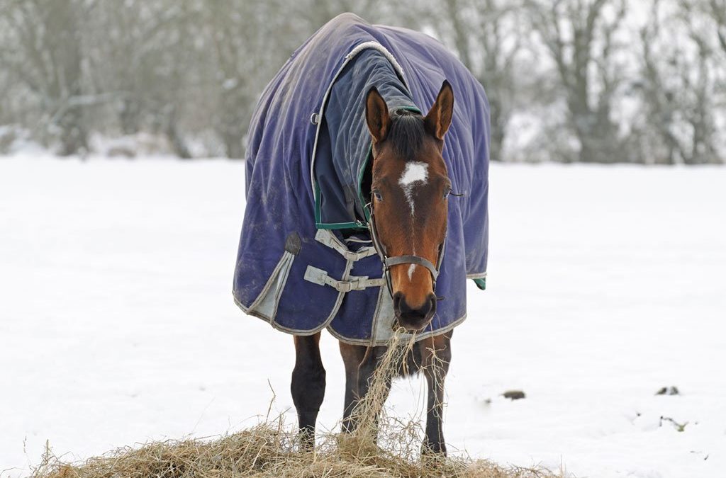 Feeding Horses in Different Seasons