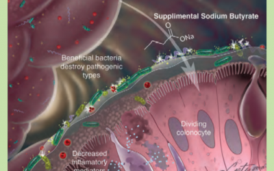 COLON HEALTH IN THE HORSE – SODIUM BUTYRATE