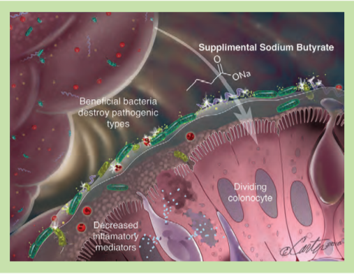 COLON HEALTH IN THE HORSE – SODIUM BUTYRATE