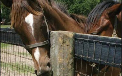 Why Do Horses chew wood?