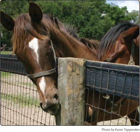 Why Do Horses chew wood?