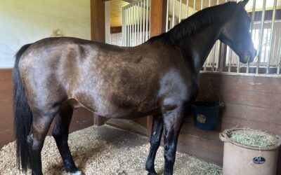 Case Study #2 Insulin Resistant Warmblood diagnosed with Cushing’s Disease